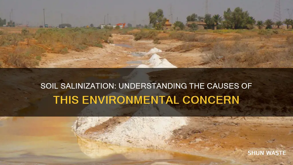 how can soil be polluted to salinization