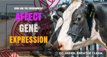 Environmental Influences on Gene Expression: Unraveling Nature's Complex Interactions