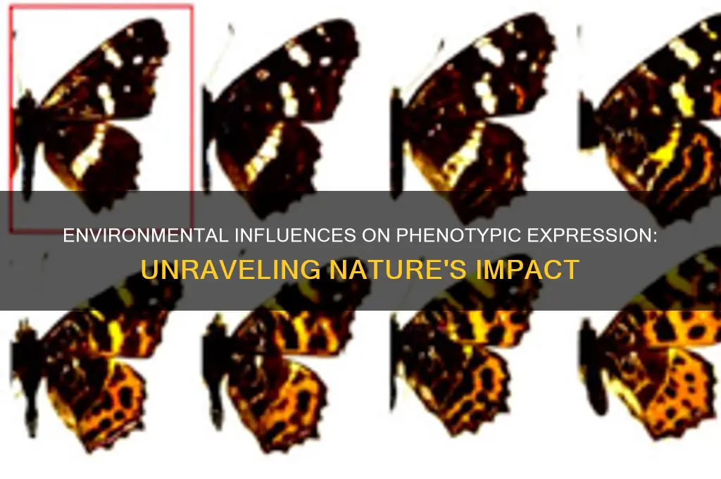 how can the environment affect the phenotype of an individual