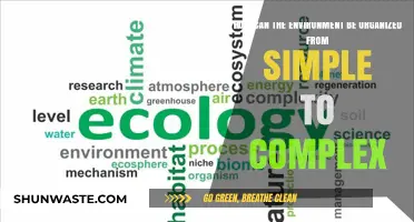 Organizing Nature: A Journey from Simple to Complex Ecosystems
