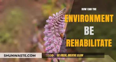 Restoring Our Planet: Effective Strategies for Environmental Rehabilitation