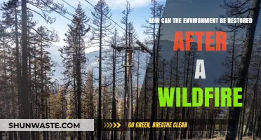 Reviving Nature: Strategies for Restoring Ecosystems After Wildfire Devastation