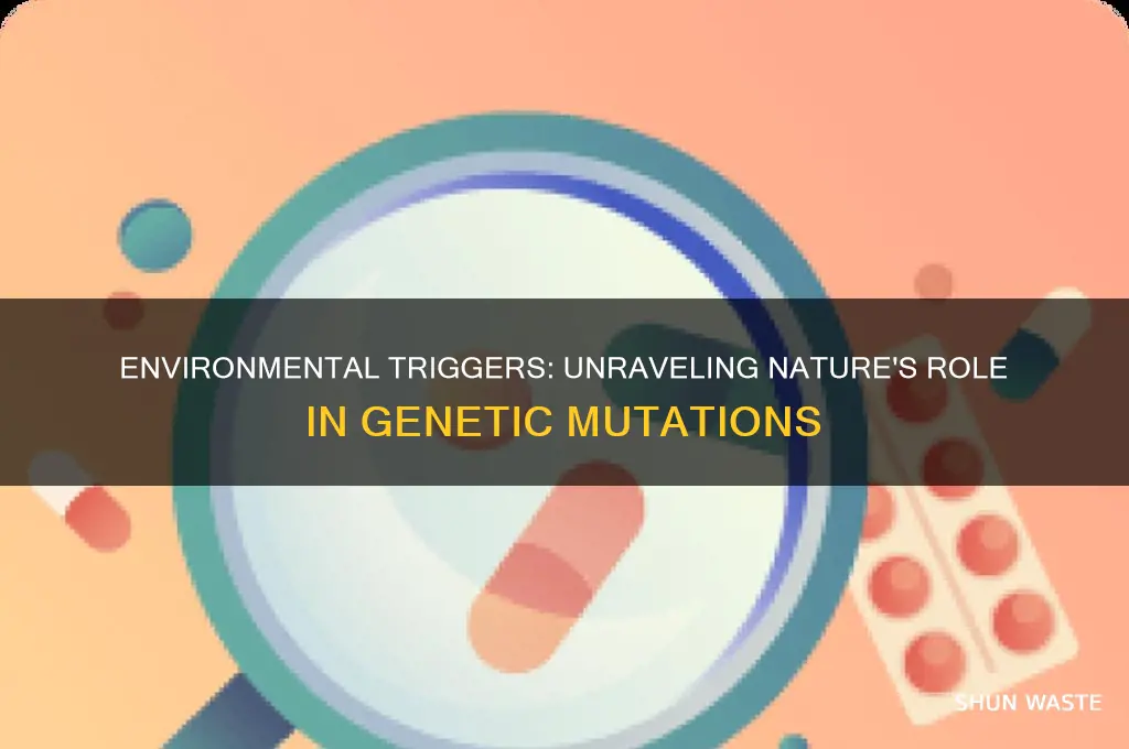 how can the environment cause mutation