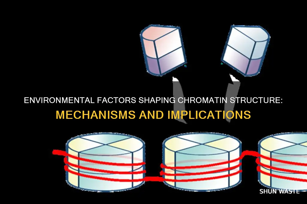 how can the environment influence chromatin structure