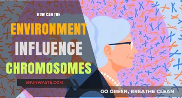 Environmental Factors Shaping Chromosomes: Unraveling Nature's Impact on Genetic Structure