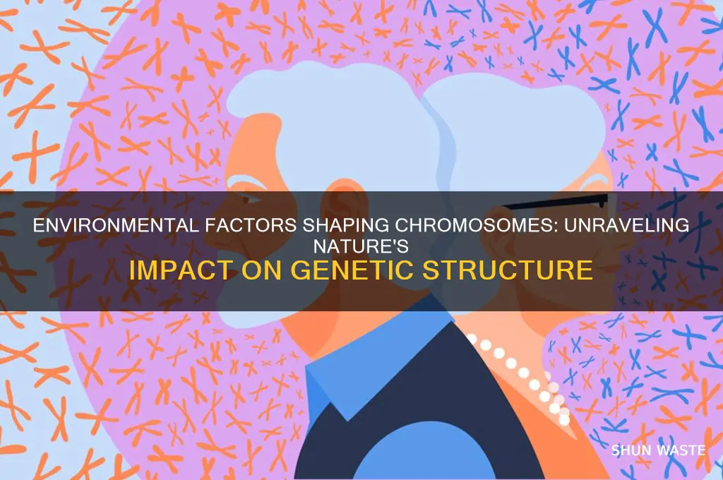 how can the environment influence chromosomes