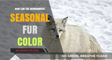 Seasonal Fur Color Changes: Nature's Camouflage Adaptation Explained