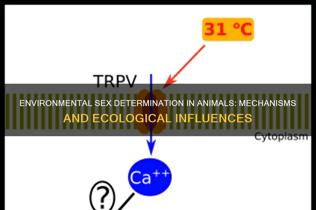 how can the environment sex determination occur in animals