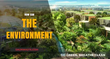 How Can the Environment Thrive: Sustainable Practices for a Greener Future