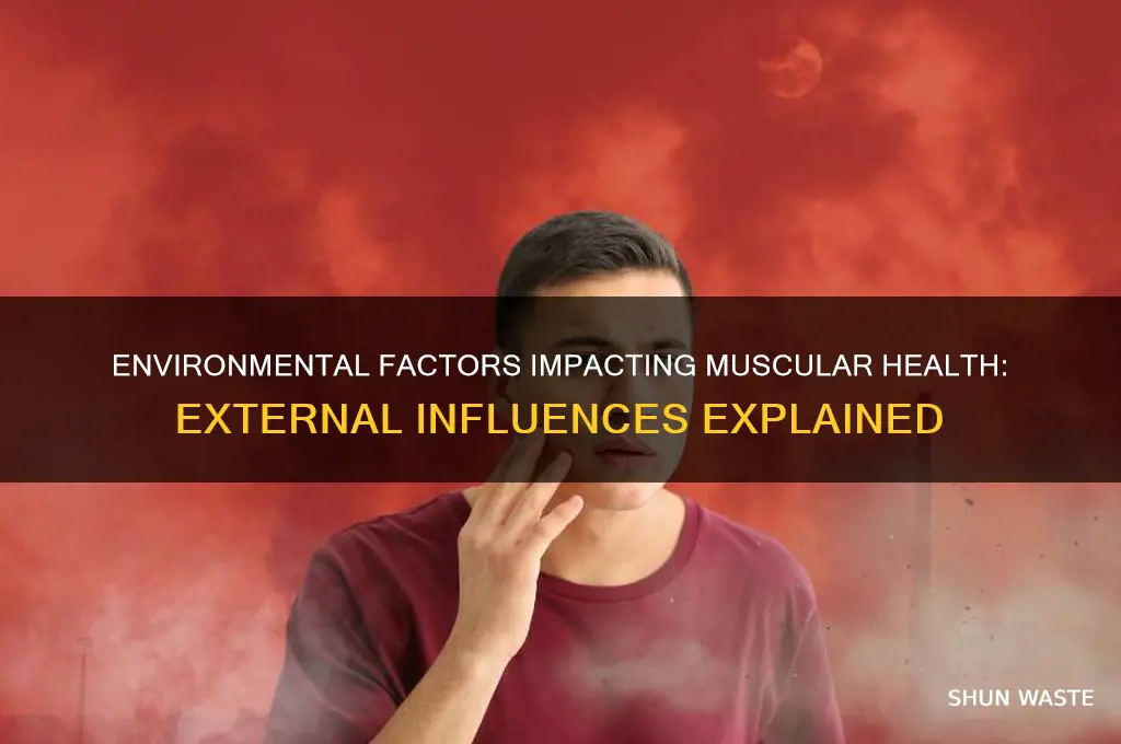 how can the muscular system be affect by outside environment