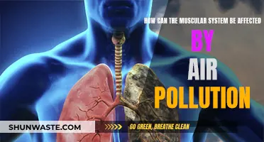 Muscular System and Air Pollution: Harmful Effects