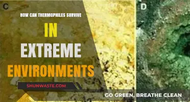 Thermophiles' Survival Secrets: Thriving in Extreme Heat and Harsh Conditions