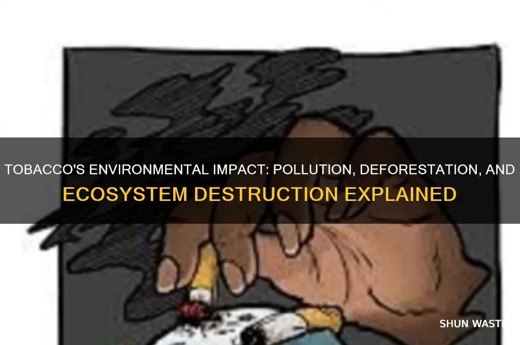 how can tobacco affect the environment