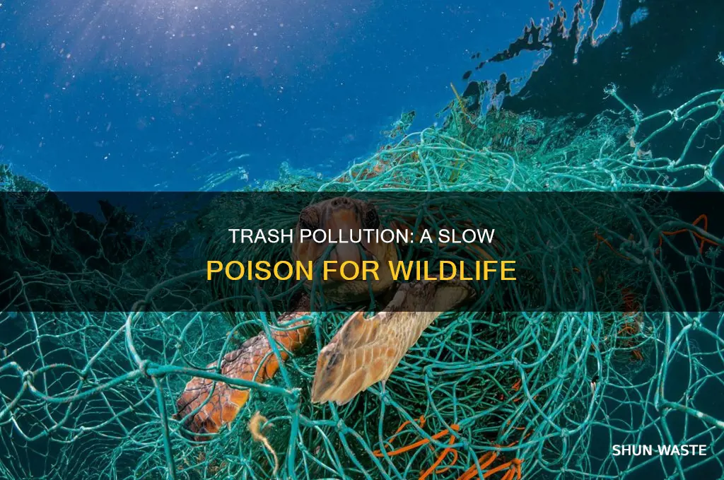 how can trash pollution harm wildlife apex