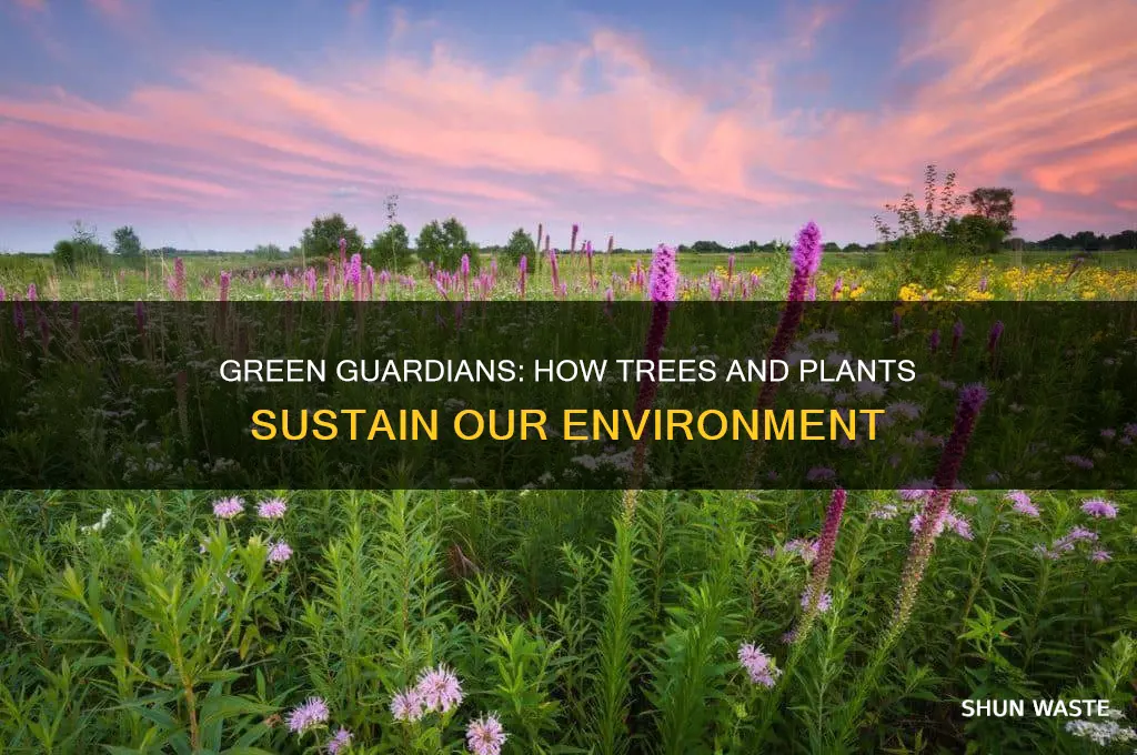 how can trees and plants help our environment