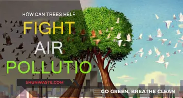 Trees: Nature's Air Purifiers and Pollution Fighters