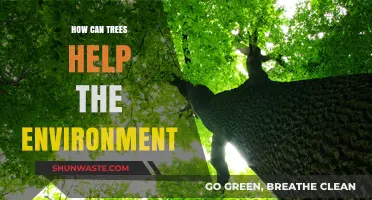 Trees: Nature's Powerful Allies in Healing and Protecting Our Environment