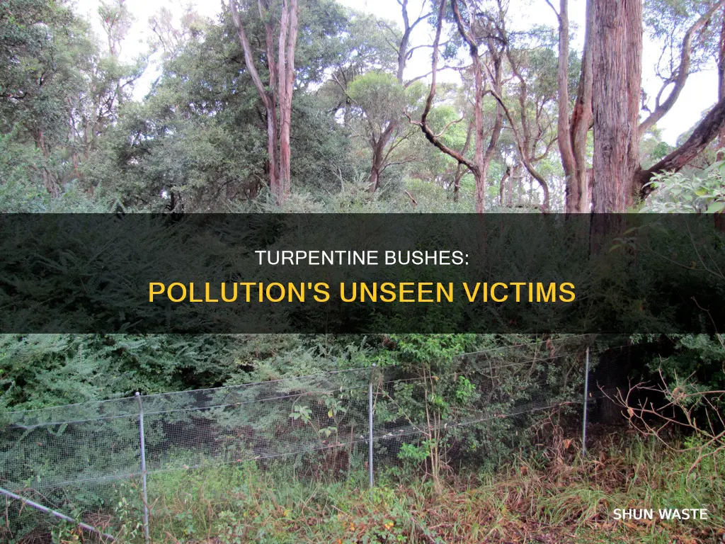 how can turpentine bushes be affected by pollution