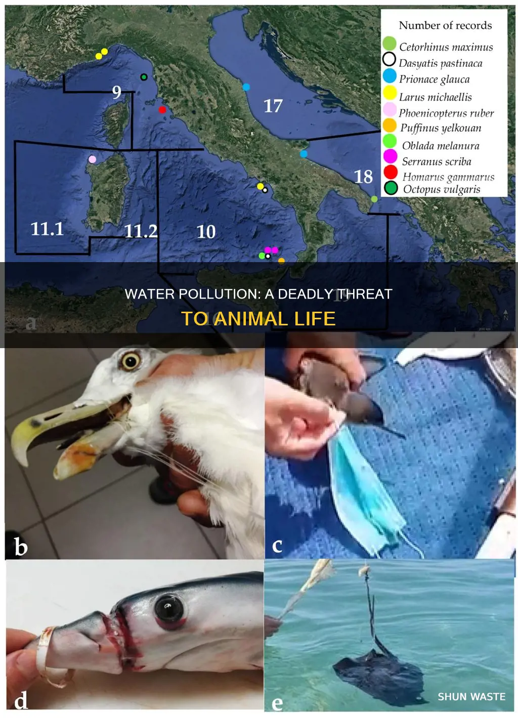 how can water pollution affect animals