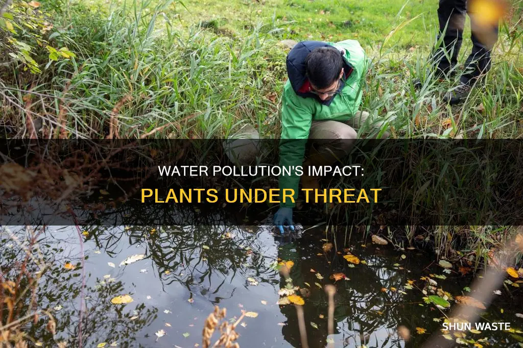 how can water pollution affect plants