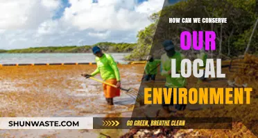 Sustainable Steps: Practical Ways to Protect and Preserve Our Local Environment
