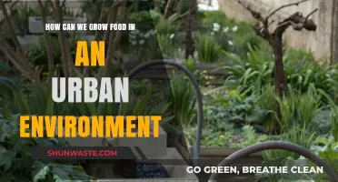 Urban Farming: Innovative Ways to Grow Food in Cities