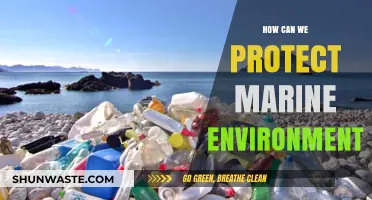 Safeguarding Our Oceans: Practical Steps to Protect Marine Ecosystems