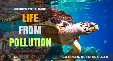 Nurturing the Ocean's Health: Strategies to Safeguard Marine Life from Pollution