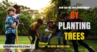 Planting Trees: A Powerful Step to Save Our Environment