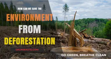 Combating Deforestation: Sustainable Solutions to Protect Our Planet's Future