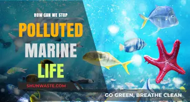 Protecting Our Oceans: Strategies to Save Marine Life from Pollution