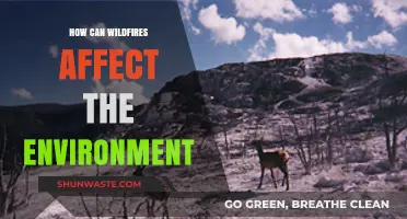 Wildfires' Devastating Impact: How They Shape and Alter Ecosystems