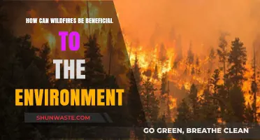 Wildfires' Surprising Role: Boosting Ecosystems and Biodiversity Naturally