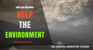 Wildfires' Surprising Benefits: How Nature's Blaze Renews Ecosystems