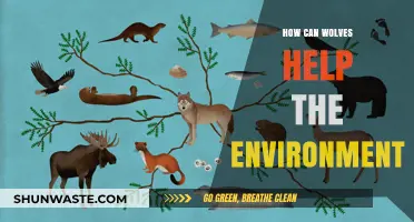 Wolves as Eco-Warriors: Reviving Ecosystems and Balancing Nature's Delicate Web
