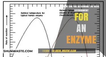Optimizing Enzyme Activity: Key Factors for the Perfect Environment