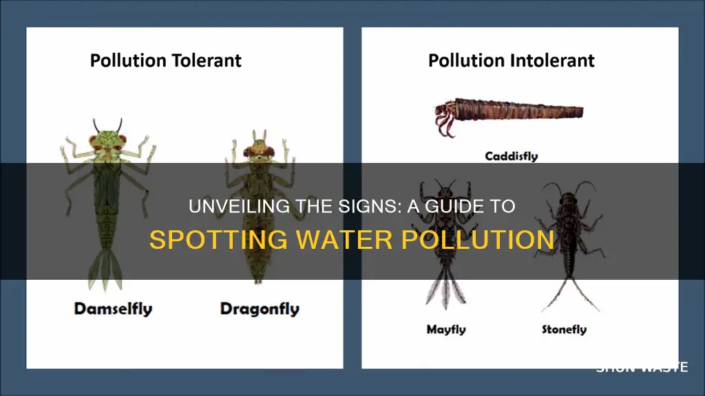 how can you identify water pollution