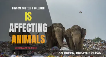 Pollution's Impact: Animals as Environmental Indicators