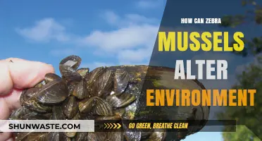 Zebra Mussels: Invasive Species Transforming Ecosystems and Waterways