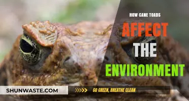 Cane Toads' Environmental Impact: Disruption, Decline, and Ecosystem Consequences