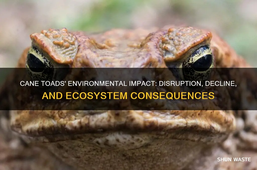how cane toads affect the environment