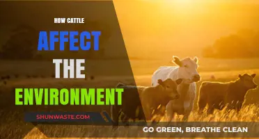 Cattle's Environmental Impact: Grazing, Emissions, and Land Use Explained