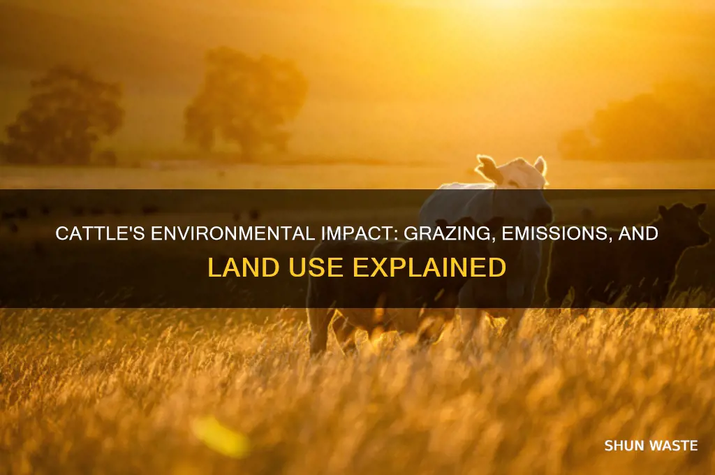 how cattle affect the environment