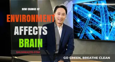 Transforming Spaces, Shaping Minds: How Environment Reshapes Brain Function