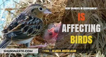 Environmental Shifts: How Habitat Changes Impact Bird Populations