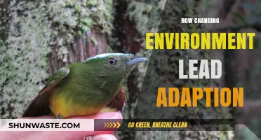 Evolving Worlds, Evolving Beings: How Changing Environments Drive Adaptation