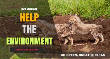 Cheetahs' Vital Role in Ecosystem Balance and Environmental Health