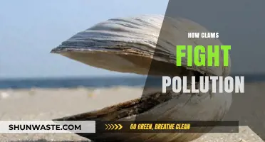 Clams: Nature's Pollution Solution
