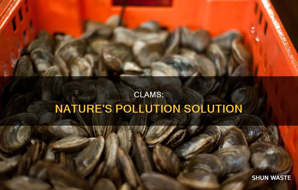 how clams fight pollution