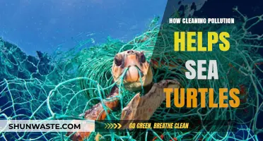 Cleaning Up Our Act to Save Sea Turtles